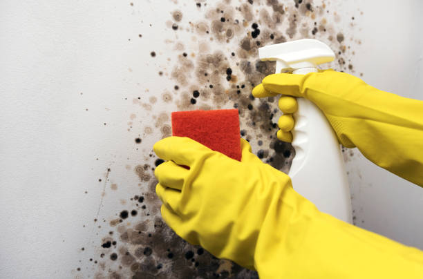Best Kitchen Mold Remediation in Farmville, NC