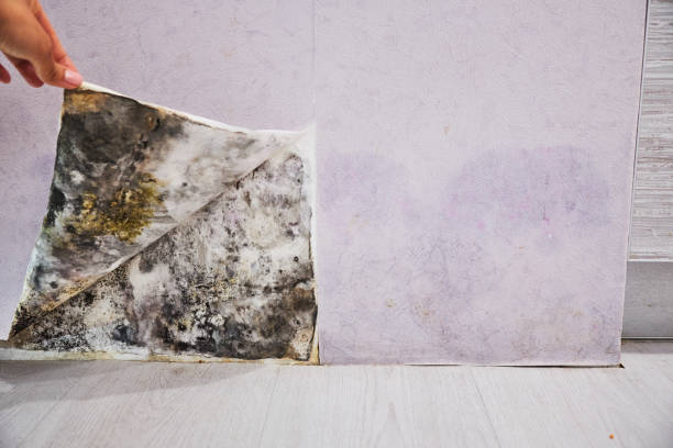 Best Post-Flood Mold Remediation in Farmville, NC